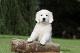 GOLDEN RETRIEVER 196